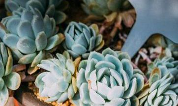 正月初六是哪个佛教重要的日子？正月初六是庆祝佛光圣诞的日子！