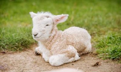 根据命理学，出生于属羊人立春节气的人是否拥有富贵命？深入解析！