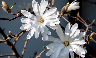 黄历是否显示2023年农历正月二十五日为适宜出行的吉日？