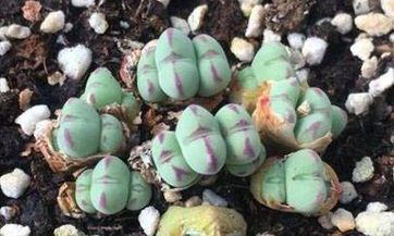 查询2023年4月3日的黄历，是否为黄道吉日？