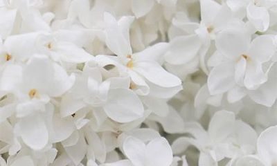 详解2023年2月2日正月十二黄历时辰的吉凶情况，帮助你预测未来！