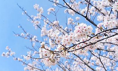 详解2023年农历正月的节气，最新日历表查询指南