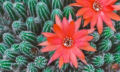 2023癸卯年正月二十七日是否适合出行？展望天气情况、交通状况、人潮分布等多方面因素，探讨是继续宅家还是出门游玩更为明智