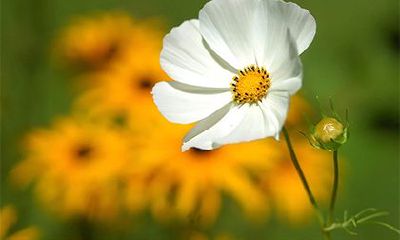 2022年农历腊月二十二究竟是哪个节日？腊月二十二在中国文化中有什么特别的意义和传统习俗？