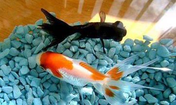 探究安于贫困、乐于境遇的人的八字特征是什么？