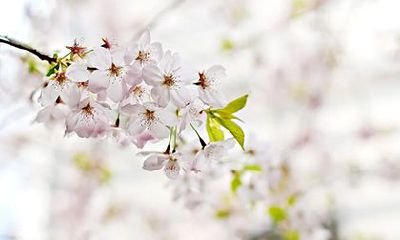 203年农历二月初九是否属于祈求好运的黄道吉日？