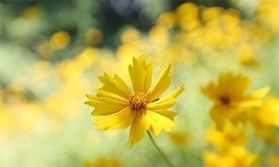 2023年的正月十一日是否是炮龙节并且在此日要进行哪些庆祝活动呢？