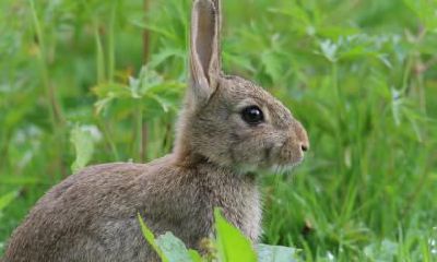 分析：基于生肖的属兔人，在不同年份迎来立春节气的出生时间对其命理学解析的研究