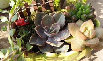 2023-2024年属狗人的综合运势如何？未来两年内，狗年出生的人会遇到哪些机遇与挑战？