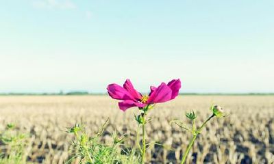 十神旺衰：你适合什么样的丈夫？从八字命盘看命格五行旺弱，探究最佳婚姻对象！