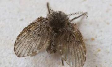 二手房老人过世后，房产继承的问题需要了解：福房或麻烦房？如何处理遗产中需要清理的物品，哪些东西不能留在二手房中？