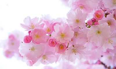 2023年农历二月出生的兔宝宝，命运究竟优不优秀？