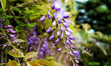 了解春社日：一个庆祝丰收和社区团结的节日，春社日的庆祝活动包括什么？