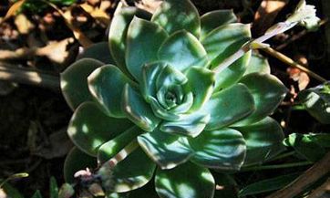 立春之前出生的虎宝宝质量如何？是良好的吗？