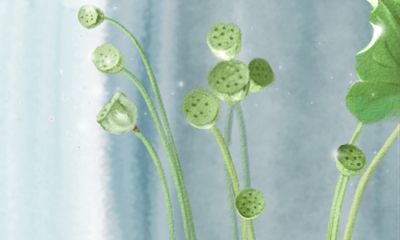 如何培养出十二生肖动物所具备的淡定从容的稳定性？