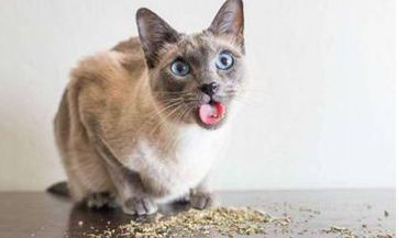 女生送男生头发时需要注意哪些禁忌？这种行为背后意味着什么？