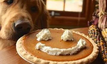 壁虎出现在梦中是什么预示？是否象征着好运与贵人缘？