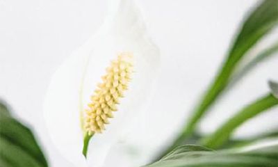 大年初五是否为财神爷的生日？应该如何进行财神爷的祭拜仪式？