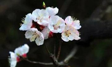 端午节即将到来，2023年的天气是否会持续酷热，需要我们关注吗？