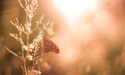 探讨2023年正月初五出生女孩的命运和五行缺乏的元素情况