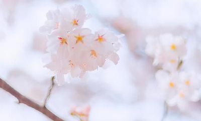 J.K.罗琳小说《哈利·波特》中，巨蟹座的人身上的所有标志与暗示有哪些，以及它们代表了什么？