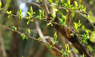 、感情升温与财富增长——详述2023年巨蟹座全面运势