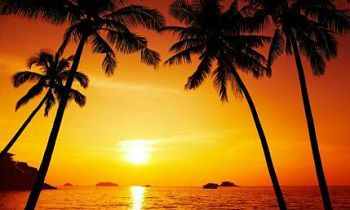 关于属龙的生肖猪宝宝，它们的品质如何？