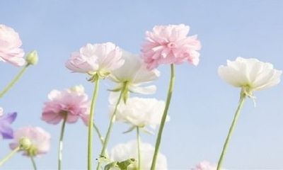 哪几个时辰出生的属鼠宝宝命运最佳？探究属鼠宝宝出生时间对其人生的影响