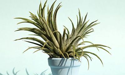 2023年正月初十适宜开业吗？根据黄历，这一天是否为黄道吉日？建议几点开张最为吉利？