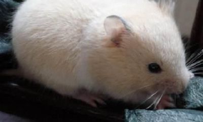 鼠年属相的强劲特质和必须要谨记的忌讳！