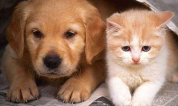 从6月7日起，迎来五福临门，享吉祥如意，轻松宠爱三大生肖