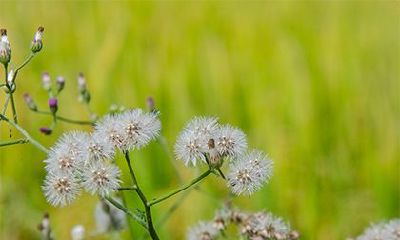 和传统，以及如何准备迎接这一瑞气祥盈的习俗活动？