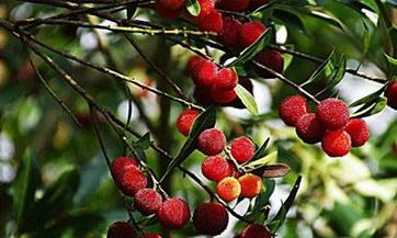 哪些星座女最具外傻内精特质？