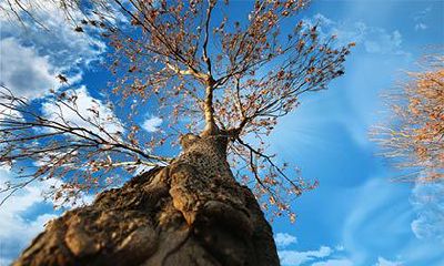 在2022年的农历腊月十七是否有重要的庆祝活动或传统习俗？当天人们通常会怎样度过？