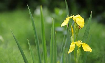 探究出生于2023年正月初二的宝宝的未来命运：选择哪个时间点出生最为适宜？