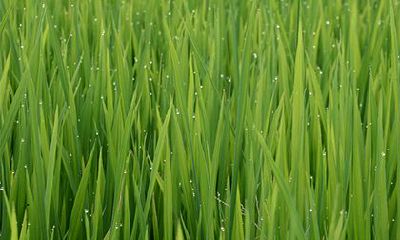 2023年正月初二黄道宫位安排及吉凶预测报告：当天适宜的事项和需避免的忌讳有哪些？