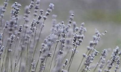 2023年正月初一是否属于民政局正常上班时间？是否可在正月初一领取结婚证件？