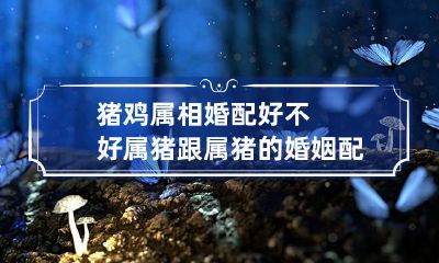 猪年和鸡年属相婚配是否适宜？属猪夫妻是否宜相配？