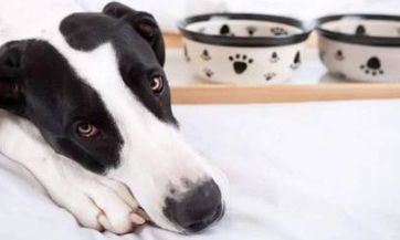 哪些属相与狗最为匹配？如何搭配人与狗的配对？