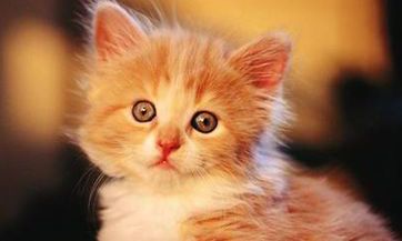 属兔人的75年人生里，47岁后的十年大运逐渐提高，并获得更好的运程！