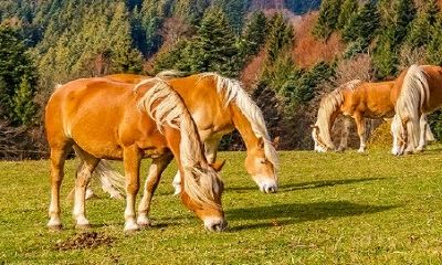 在2022年，属马人面临的风险最高的几个月份：回顾1978年以来的经验教训