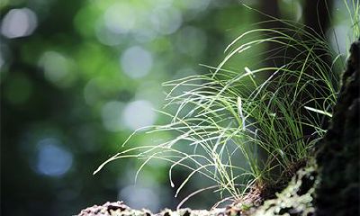 在2022年的农历腊月十六，是否会迎来一场盛大的节日庆典？同时，有哪些必备活动和准备工作，需要为即将到来的尾牙节做好准备呢？