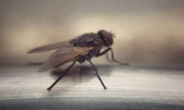 撞到喜鹊的男人：了解关于开车时如何避免与鸟类相撞以及采取什么措施来保护它们的方法