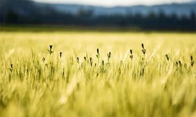 2022年腊月十五，根据十二生肖顺序，出生属于壬寅年的人会归属于哪个生肖呢？答案是——属虎！