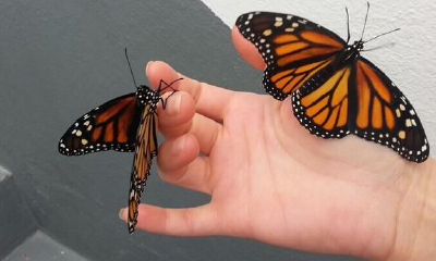 克制巨蟹座情感的困难真的很大，虽然知道该如何，但却难以克服