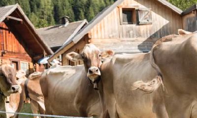 虎年生人请注意！86年属虎人何时能如虎添翼发财？哪一年是属虎人财运最为兴旺的时刻？