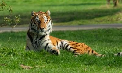 为何属虎的人不宜饲养犬只？限制条件及原因解析