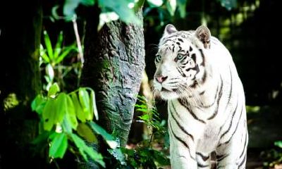 2023年，属虎女性的个性是否具备强势属性，且有否运势卓越的趋势？