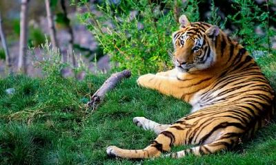 为免属虎的因克属鸡而遭受不良影响，有哪些防范措施和应对策略？