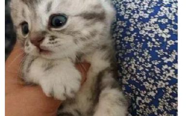 心理测试：如果你能和任何一种动物成为朋友，你会选择哪一个？通过测试，揭示你容易被哪一种男性诱惑击败